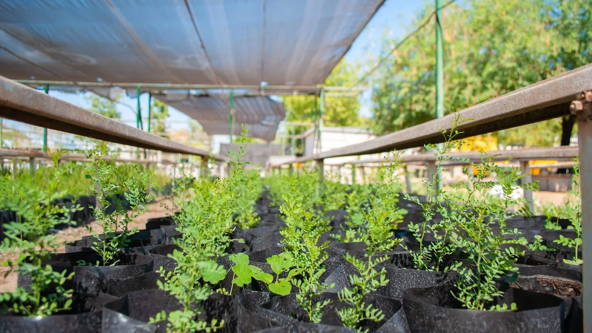 Sembrar plantas CONAFOR - Abraham Téllez (16)